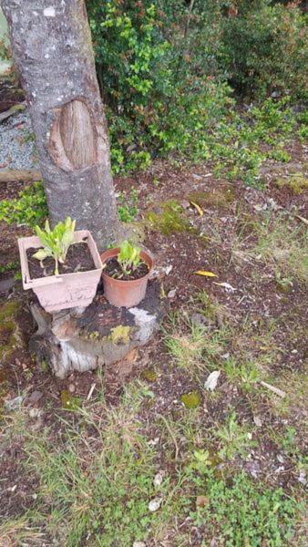 Canelos Hospedagem domiciliar